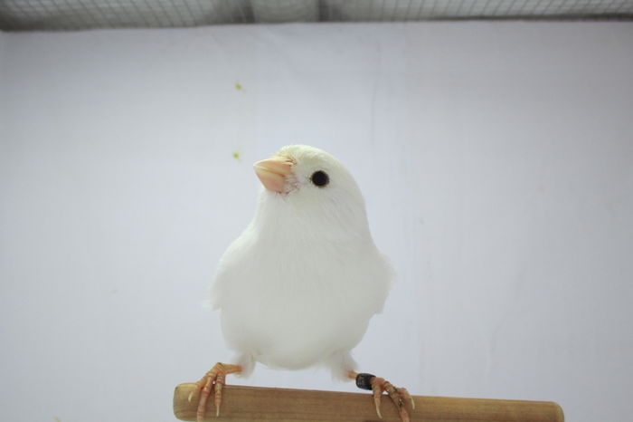 IMG_0680 - canari
