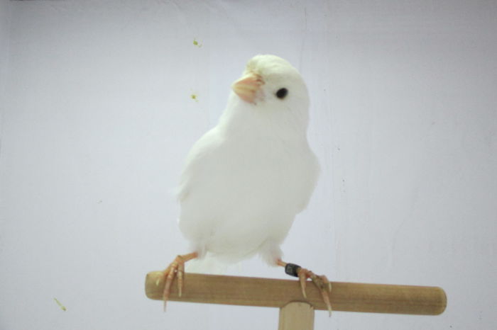 IMG_0681 - canari