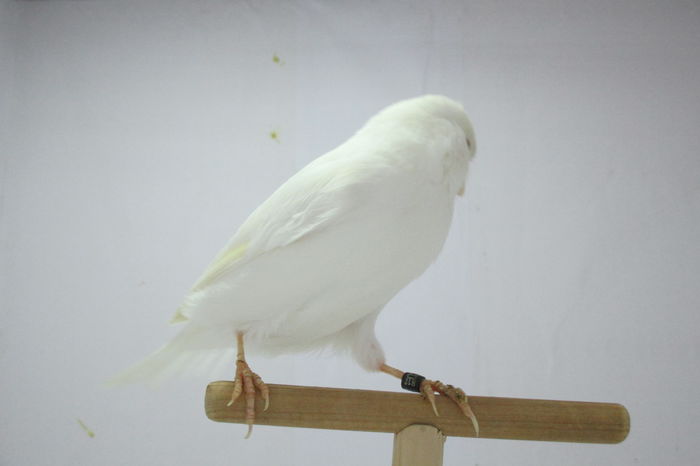 IMG_0682 - canari