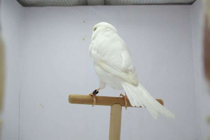 IMG_0684 - canari