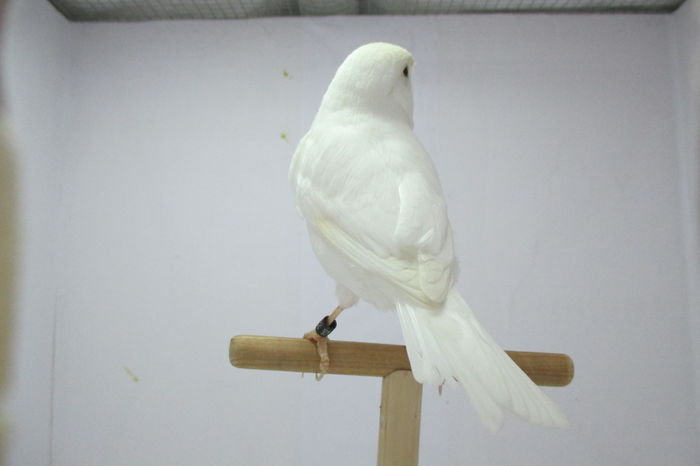 IMG_0685 - canari