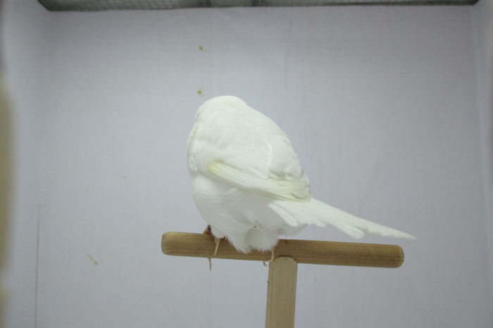 IMG_0686 - canari