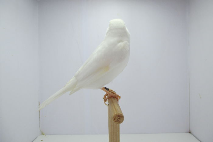 IMG_0687 - canari