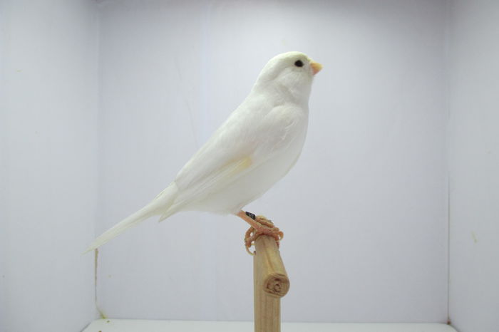 IMG_0688 - canari
