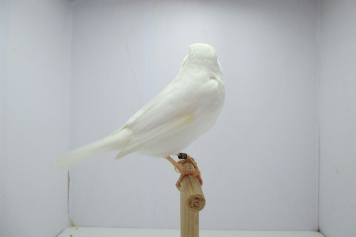 IMG_0690 - canari