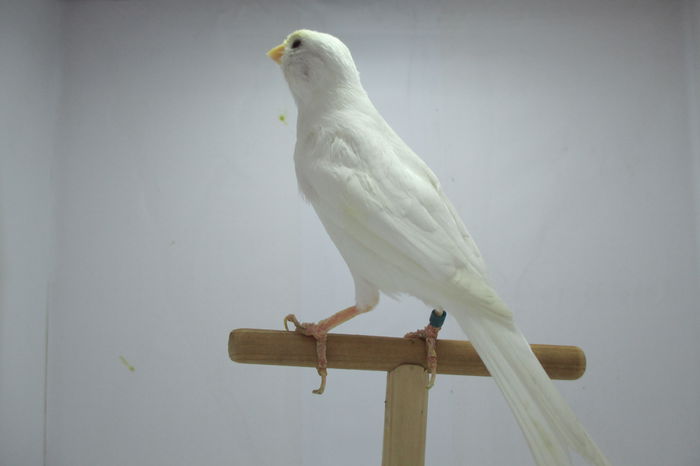 IMG_0693 - canari