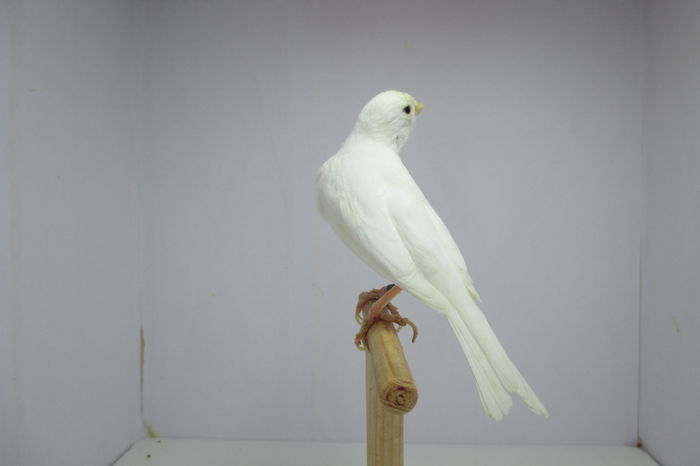 IMG_0704 - canari