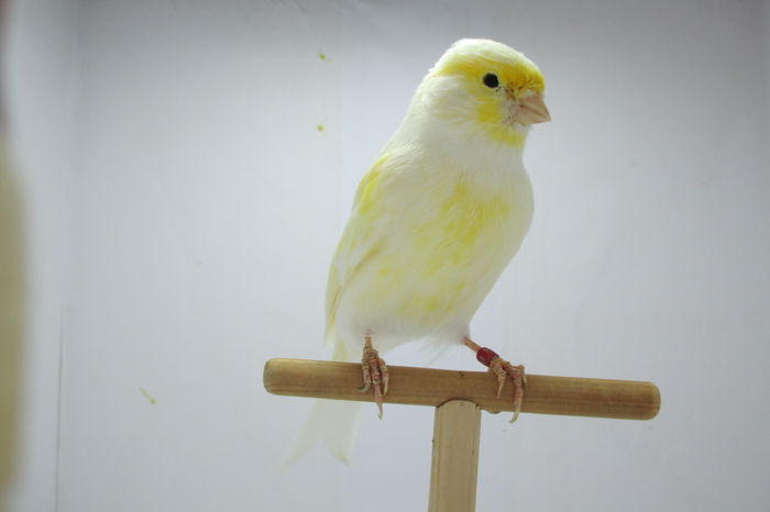 IMG_0717 - canari