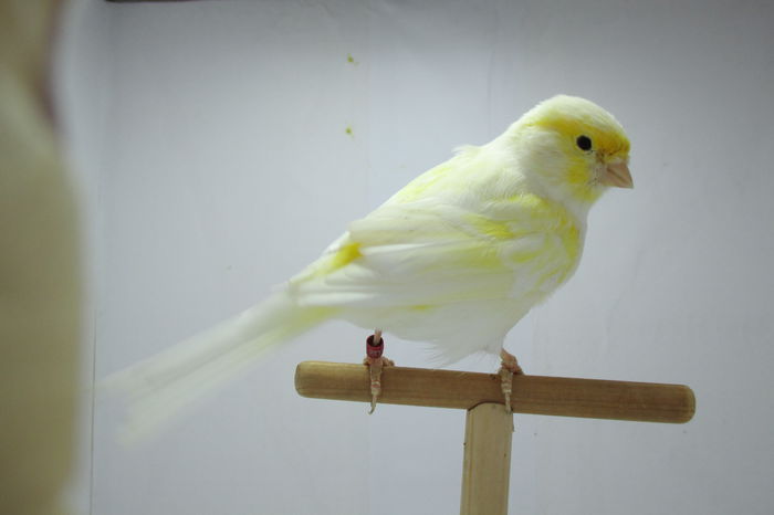 IMG_0720 - canari