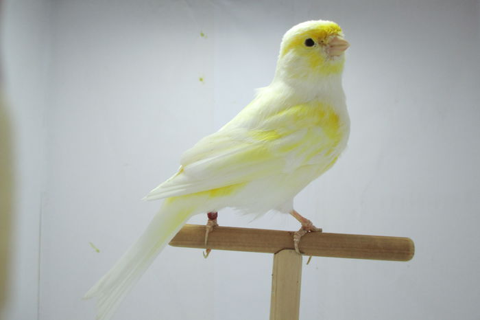 IMG_0722 - canari