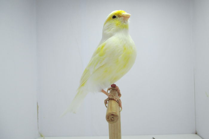 IMG_0723 - canari