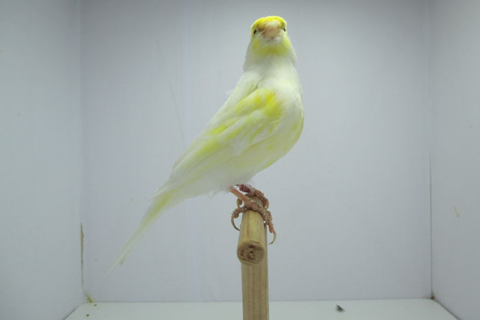 IMG_0724 - canari