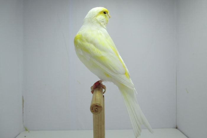 IMG_0725 - canari