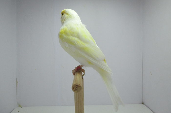 IMG_0726 - canari