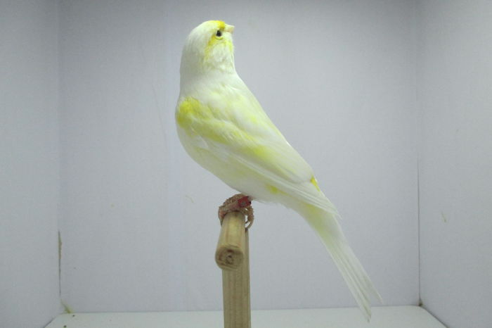 IMG_0727 - canari