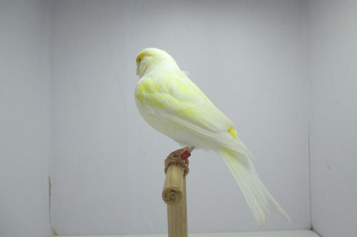 IMG_0728 - canari