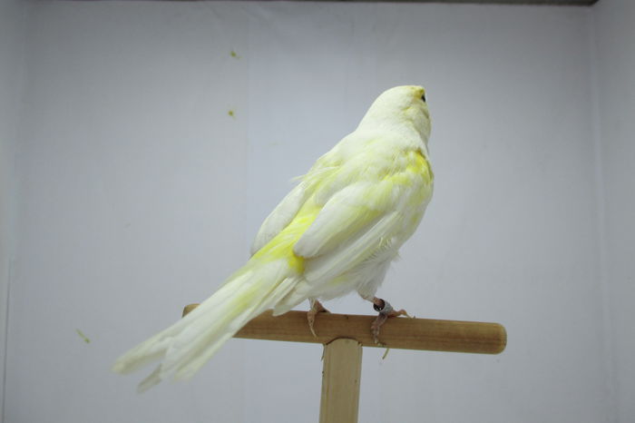 IMG_0730 - canari