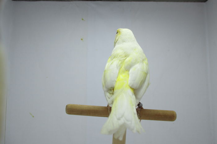 IMG_0731 - canari