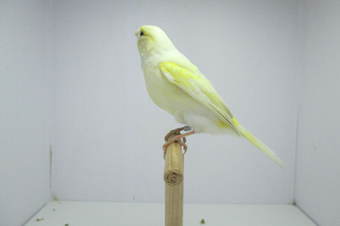 IMG_0739 - canari
