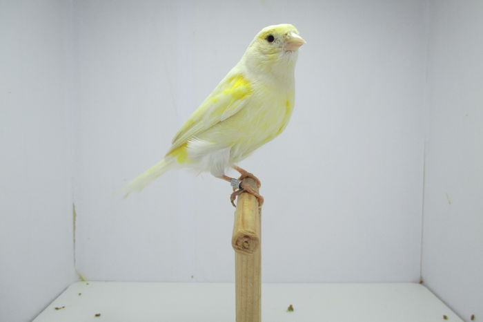 IMG_0742 - canari