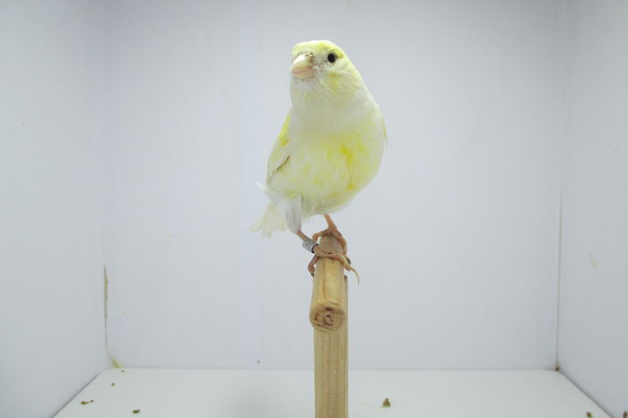 IMG_0743 - canari