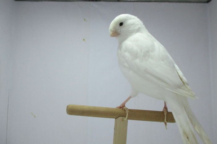 IMG_0747 - canari