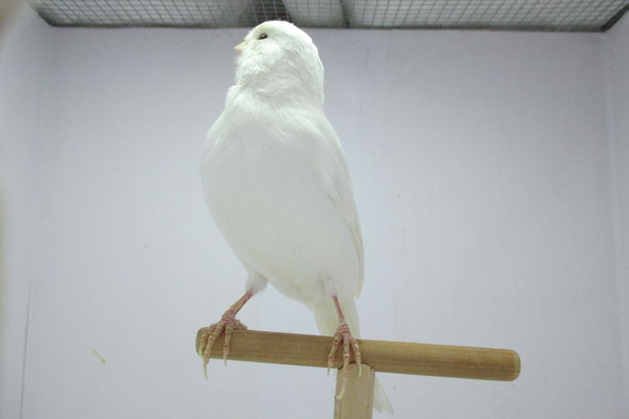 IMG_0748 - canari