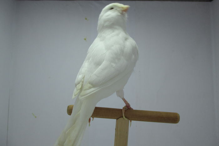 IMG_0751 - canari