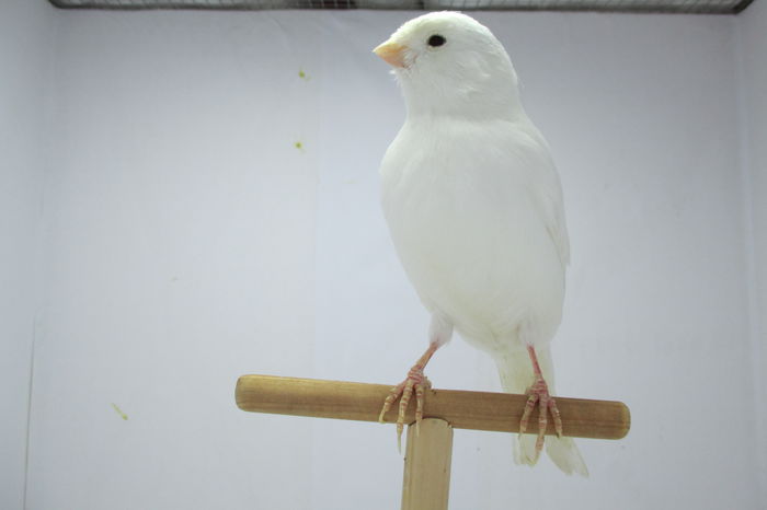 IMG_0752 - canari