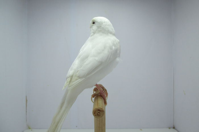 IMG_0755 - canari