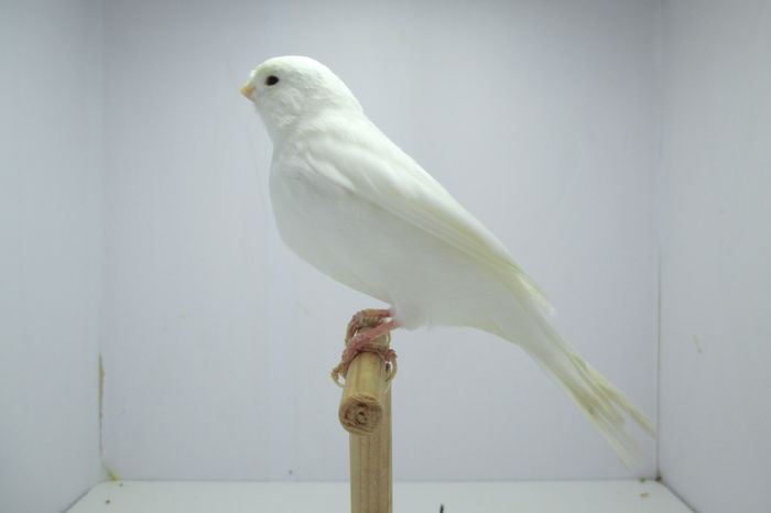 IMG_0757 - canari