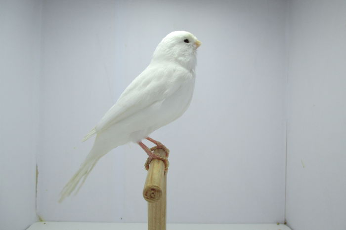 IMG_0758 - canari