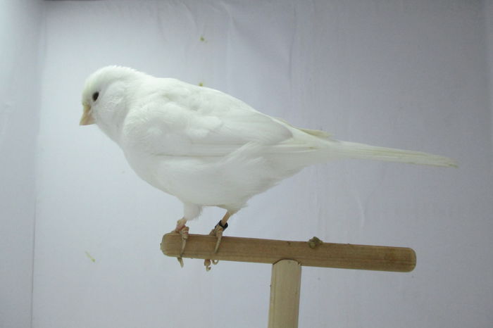 IMG_0760 - canari