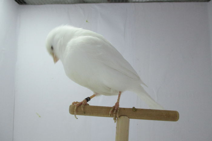 IMG_0764 - canari