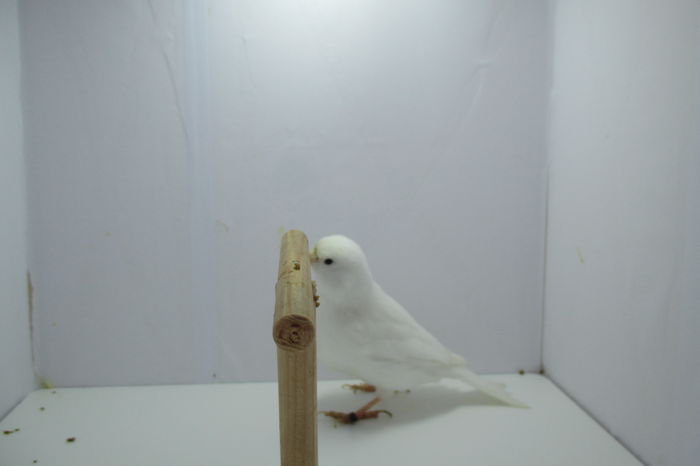 IMG_0767 - canari