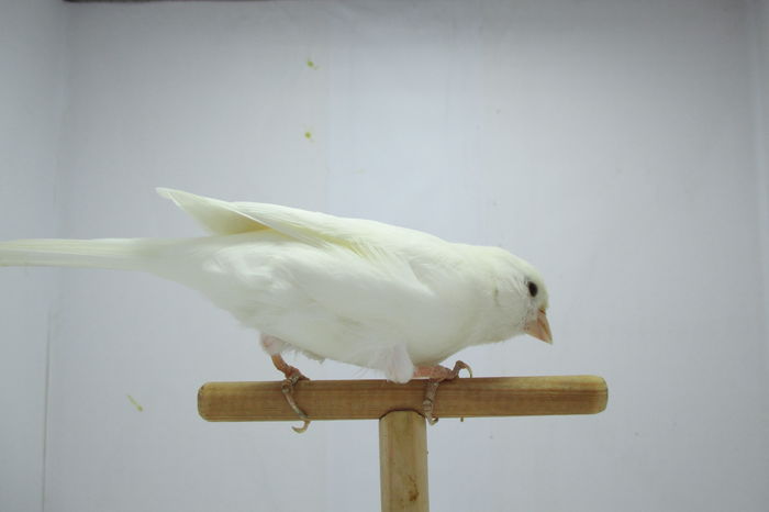 IMG_0774 - canari