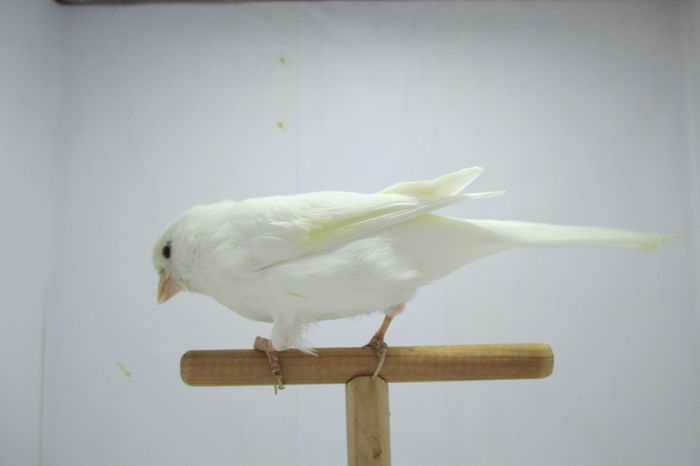 IMG_0775 - canari