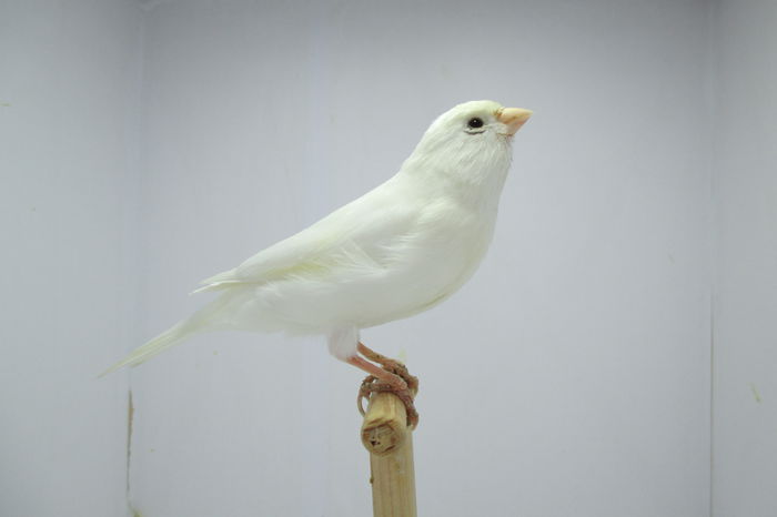 IMG_0777 - canari