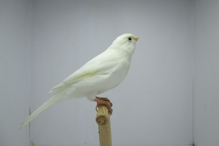 IMG_0780 - canari