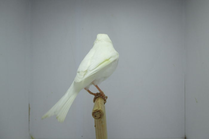IMG_0781 - canari