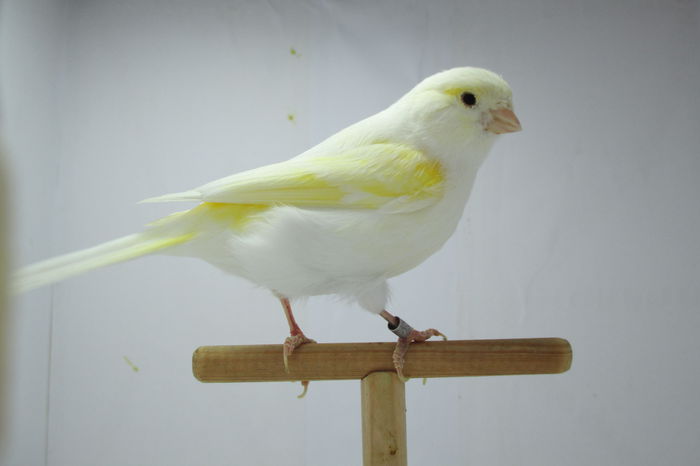 IMG_0790 - canari