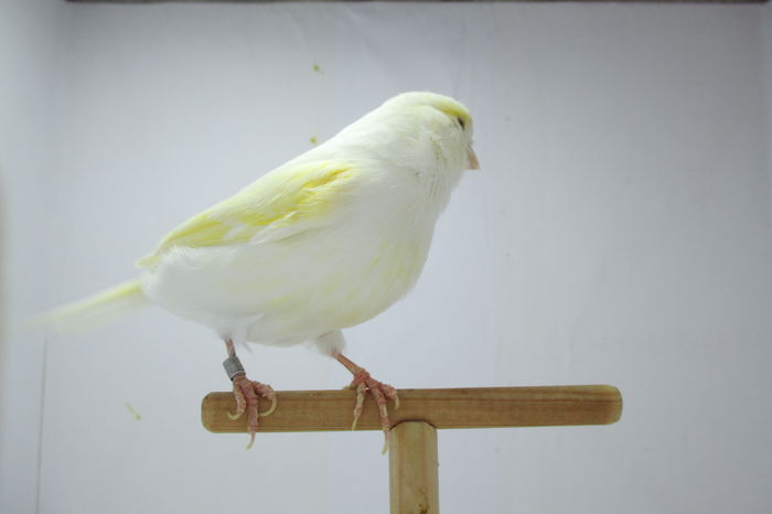 IMG_0792 - canari