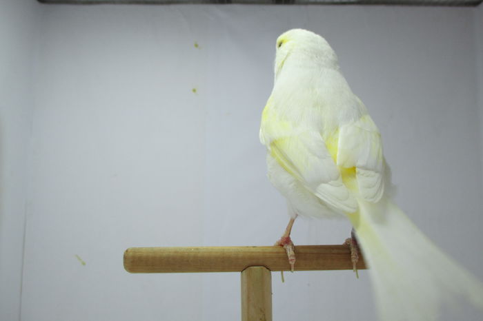 IMG_0795 - canari