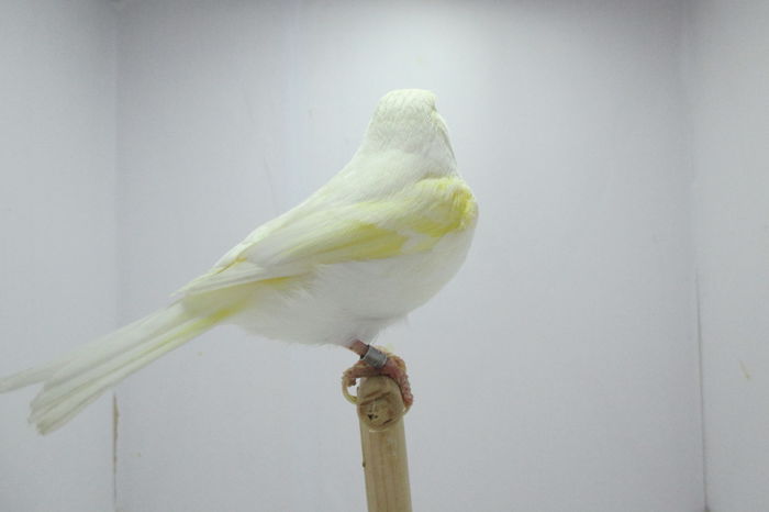 IMG_0796 - canari