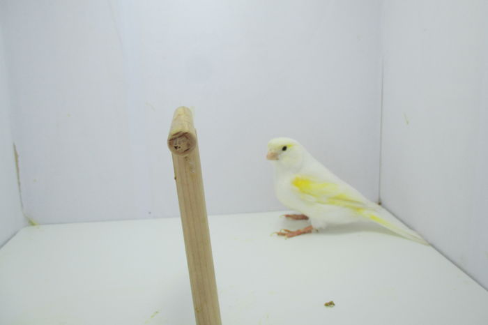 IMG_0797 - canari