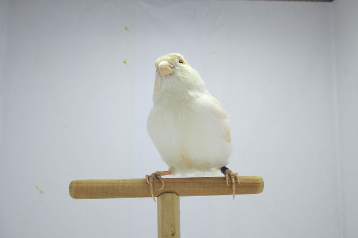 IMG_0798 - canari