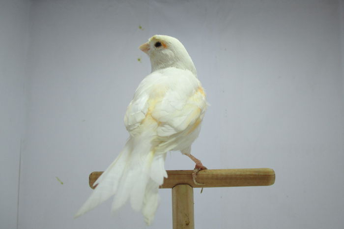 IMG_0800 - canari