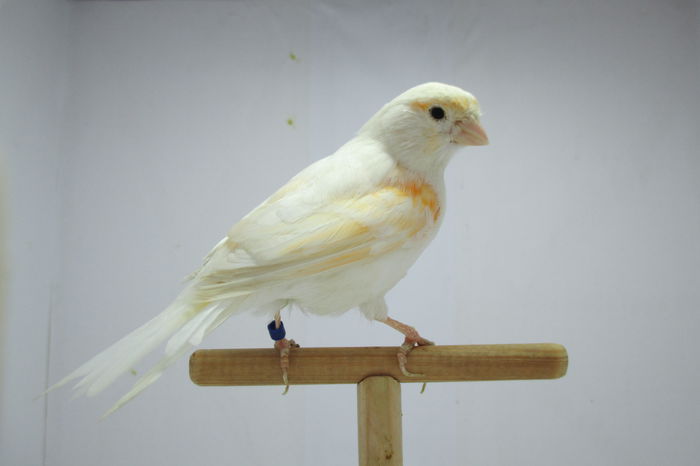 IMG_0801 - canari