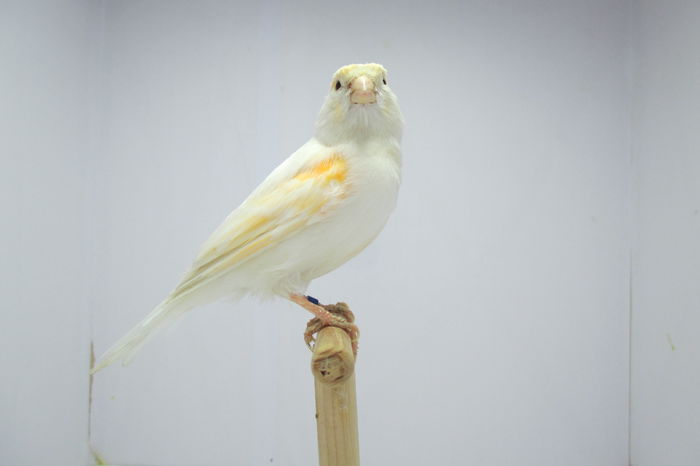IMG_0802 - canari