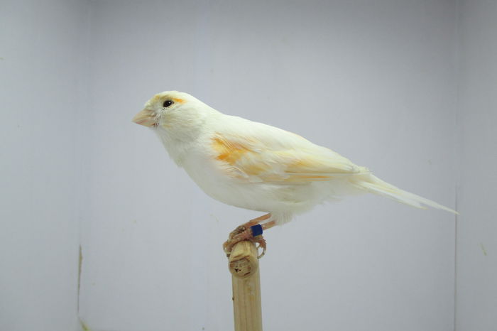 IMG_0804 - canari